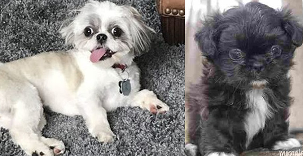 Shih Tzu With Down Syndrome, Understand What It Is How It Works