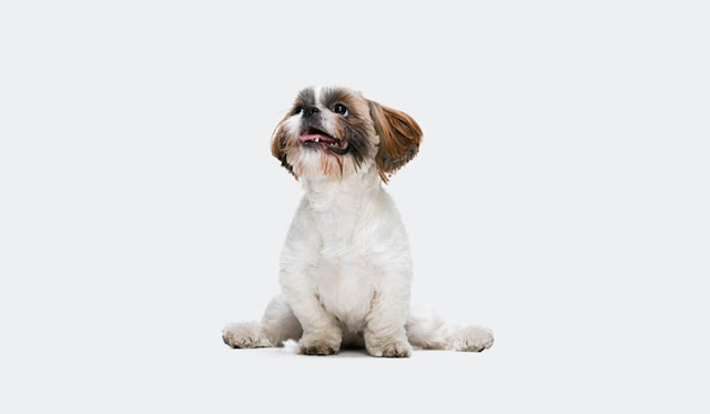 how-to-pronounce-shih-tzu