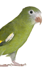 pet1