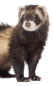 pet2