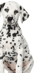 pet3