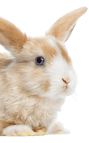 pet4