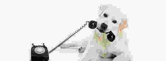 puppy_phone img