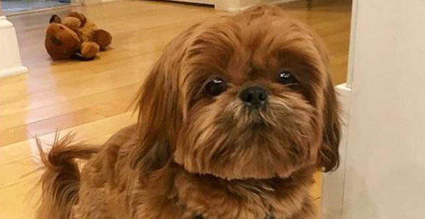 5 Signs Your Shih Tzu Is Cold And What To Do To Avoid That