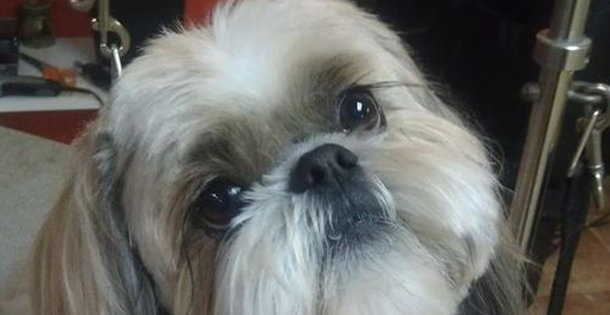 Shih Tzu Never Tell