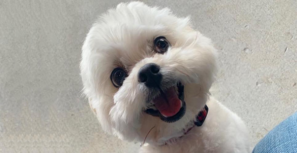 Take Care Of your Shih Tzu