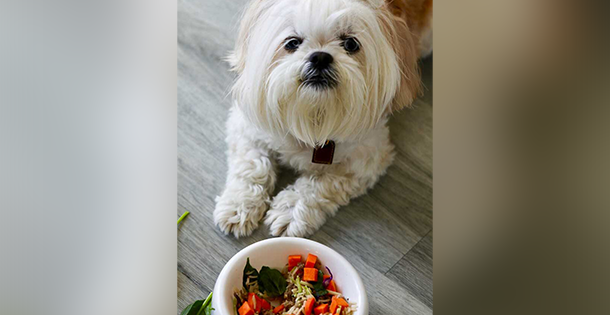 Change Shih Tzu Foods