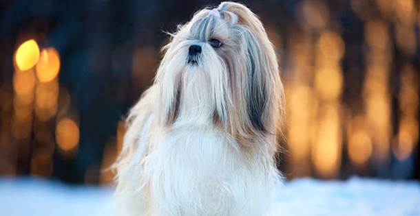 shih tzu hair