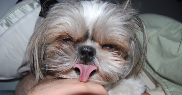 Shih Tzu Licked Me