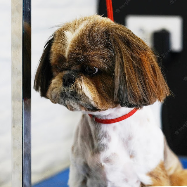 Trimming Shih Tzus Tips and Techniques