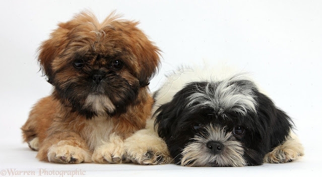 Everything You Need to Know About Black and Brown Shih Tzu