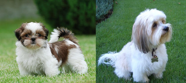 Here Is The Difference Between Shih Tzu And Lhasa Apso