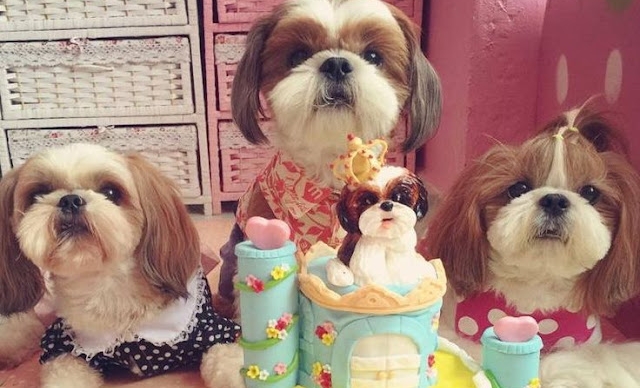 How to Make a Birthday Cake for Your Shih Tzu