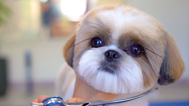 This Shih Tzu Wants To Be Famous - Must-see Video