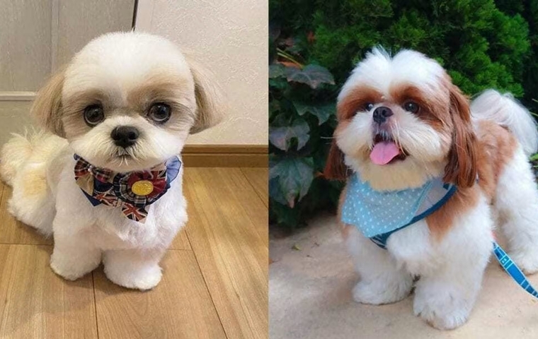 12 Things Only Shih Tzu Owners Will Understand