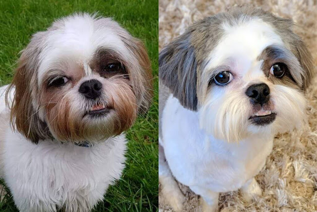 How to Clean Shih Tzu Tear Stains In The Most Healthy Way Possible