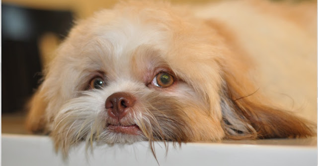 Shih Tzu Is Among The Top 7 Most Beautiful Dog Breeds In The World