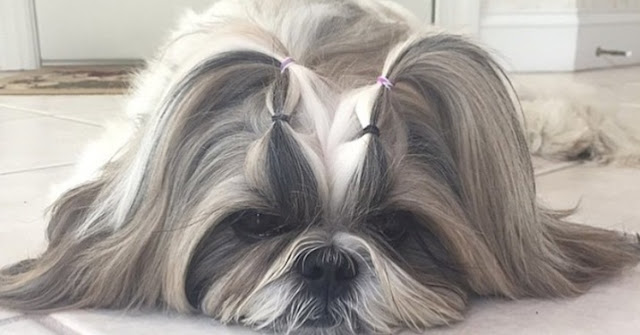 Here Are The 5 Most Common Mistakes That Make Your Shih Tzu a Sad Dog