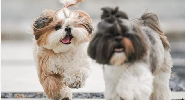 Shih Tzu Is Attached To Its Owner But Knows How To Fend For Itself And ...