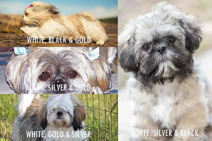 Shih Tzu Coat Colors A Complete Guide Shih Tzu Lovers